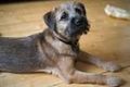 Border Terrier 71454357