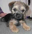 Border Terrier 71454358