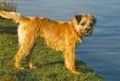 Border Terrier 71454364