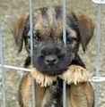 Border Terrier 71454370