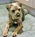 Border Terrier 71454371