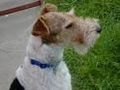 FOX Terrier 71455025