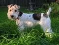 FOX Terrier 71455038