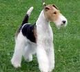 FOX Terrier 71455045