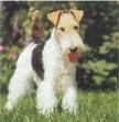 FOX Terrier 71455051