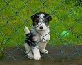 FOX Terrier 71455052