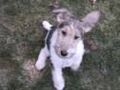 FOX Terrier 71455057