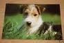 FOX Terrier 71455061