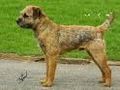 Border Terrier 71697679