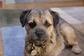 Border Terrier 71697680