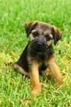 Border Terrier 71697681