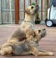 Border Terrier 71697682