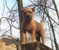 Border Terrier 71697684