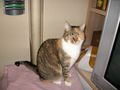 Unere Katzen 63960128