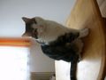 Unere Katzen 63961707