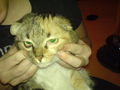 Unere Katzen 63963945