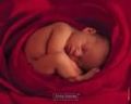 Baby Anne Geddes 63323994