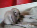 I and my rabbit 63446161