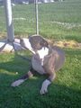 Hundeschule Gleink 73047545