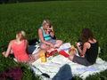 Picknick 66233609