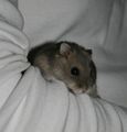 Hamster_Hero_27 - Fotoalbum