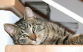 kitEkat, whiskas&C0 75494026