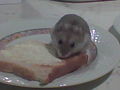 Sandy,mein hamster 63974348