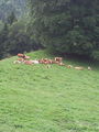 Wanderung Grünburgerhütte-Hochburgberg 65872202