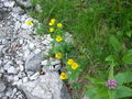 Ebenseer Hochkogel - 29.6.2010 73964972