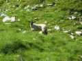 Gr. Scheiblingstein - 08.07.2010 74069658