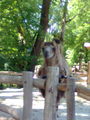 Tierpark Haag 71382678