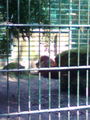 Tierpark Haag 71382691