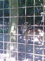 Tierpark Haag 71382701