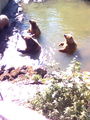 Tierpark Haag 71382711