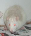 meine Ratten 64735452