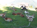 WiLdPaRk & GmUnDeN 63993482