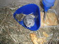 Hamster  57175704