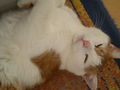 My sweet Cat 72791088