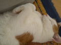 My sweet Cat 72791123