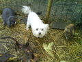 mY aNiMaLs 68426111