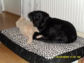 Hund und Katz 69920662