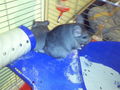 Chinchillas 75096783