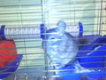 Chinchillas 75096792