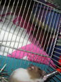 mei hamster 72281497