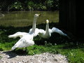 Wildpark Grüna, 19.5.2007 26990205