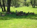 Wildpark Grüna, 19.5.2007 26990341