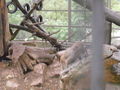 Tierpark Haag 2009 66743270