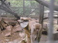 Tierpark Haag 2009 66743288