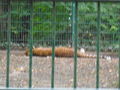 Tierpark Haag 2009 66743310