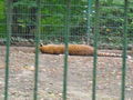 Tierpark Haag 2009 66743327